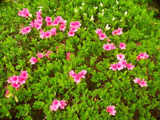 植え込みの躑躅