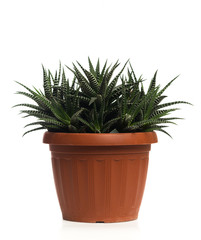 succulent isolated on white background