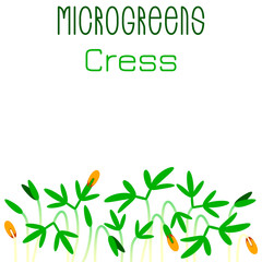 Microgreens Cress. Seed packaging design. Sprouting seeds of a plant
