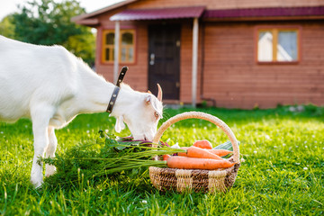 White goat chews farm vegetables background village house outdoors. The concept of healthy eating. © shangarey