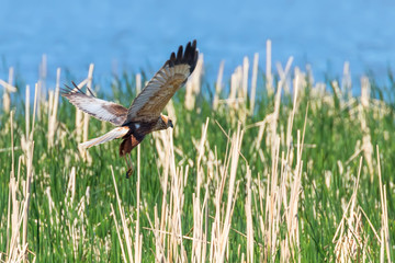 Western Marsh Harrier in flight (Circus Aeruginosus)