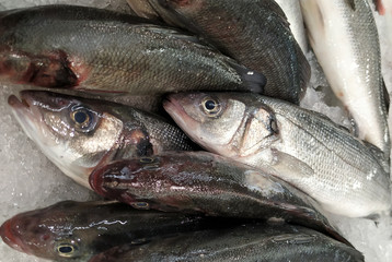 Fresh Sea Bass fish, closeup