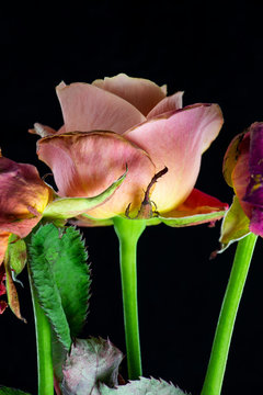 Rose that did not wait for love.