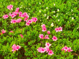 Obraz premium Wahanie związane z implantacją