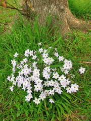 クスノキとハナニラ