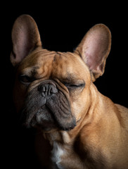 Sleepy french bulldog