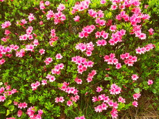 植え込みの躑躅