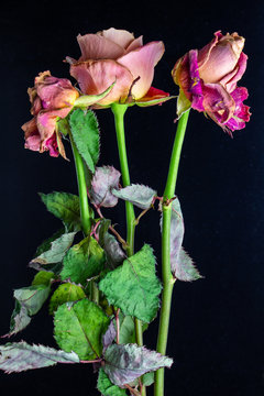Rose that did not wait for love.