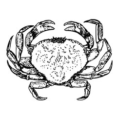 Crab big sketch vector illustration