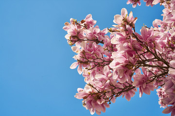 Kwitnące magnolie w pięknym słońcu © piotrszczepanek