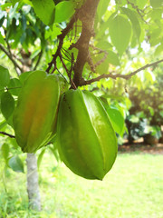 Green star fruit growing in orchard