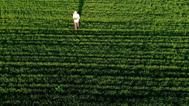 Farmer walking green field in spring aerial video at sunset. Agriculture industry concept, organic farmig, growing wheat. Green field ripening at spring season, agricultural landscape