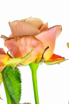 Rose that did not wait for love.
