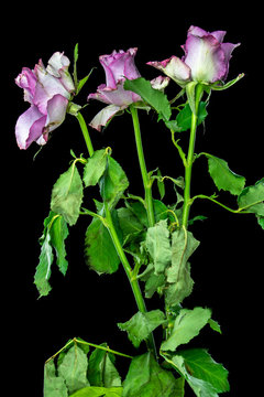 Three pink roses on high stems