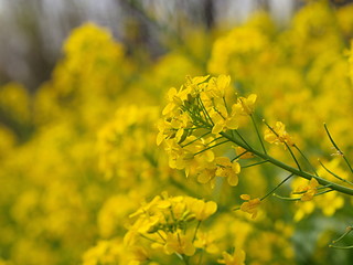 菜の花畑