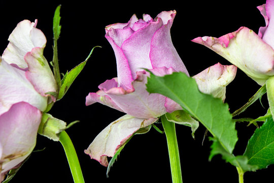Bouquet of pink roses close-up