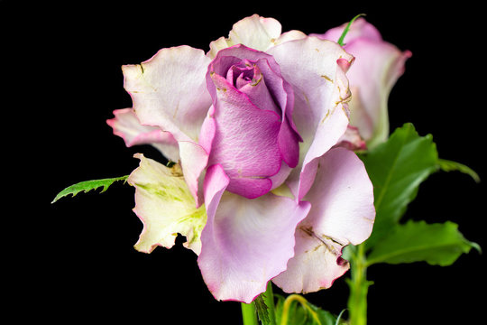 Bouquet of pink roses close-up