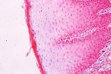 Education anatomy and physiology of Tongue under the microscopic in laboratory.