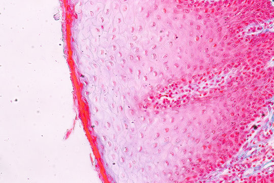 Education Anatomy And Physiology Of Tongue Under The Microscopic In Laboratory.