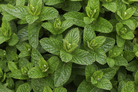 Menta piperita
