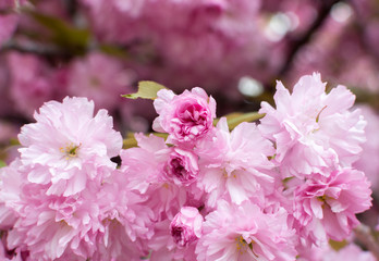 Sakura tree flower blossom in garden on the blurred beautiful  background