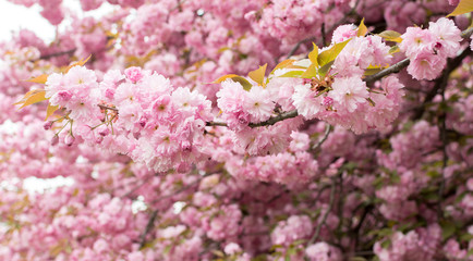 twig of a blossoming sakura tree in the garden on a blurred pink background