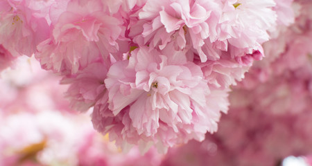 Sakura tree flowers bloomed on a blurred pink background