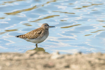 Sandpiper, Wood sandpiper in Shallow Water (Tringa glareola) Wader Bird Sandpiper