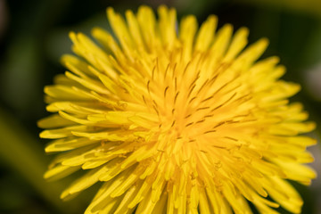Goldgelbe Löwenzahnblüte im Frühling