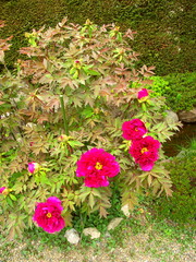 水辺に咲く牡丹