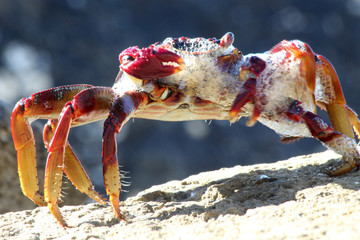 rote_Klippenkrabbe