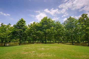 Fototapeta na wymiar Beautiful landscaping in area Green field grass and forestt