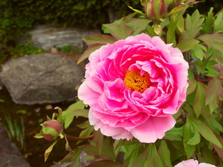 Fototapeta premium 水辺に咲く牡丹