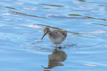 Sandpiper, Wood sandpiper in Shallow Water (Tringa glareola) Wader Bird Sandpiper