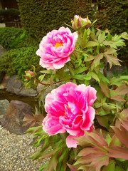 水辺に咲く牡丹
