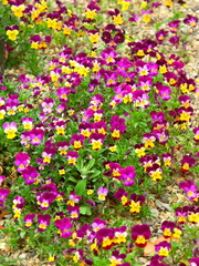 砂利石の庭に咲くビオラ