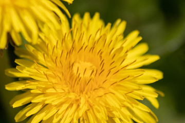 Goldgelbe Löwenzahnblüte im Frühling