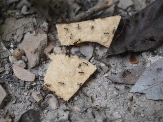 group of ants working on corn chips