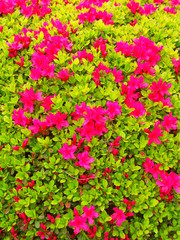 植え込みの躑躅