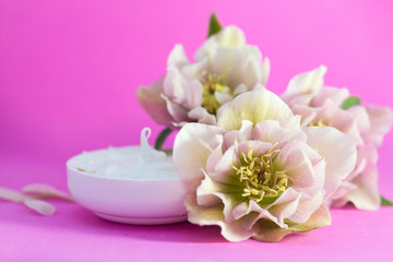  beautiful hellebore and  face cream  pink background.