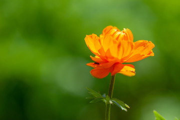 Bright orange globe-flower on a green background on a Sunny day. TrÃ³llius.  Siberia