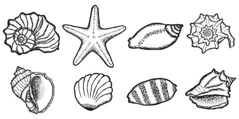 Set of seashells. Black and white drawing, sketch. Dot design.