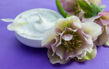  beautiful hellebore and  face cream  purple background