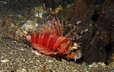 Underwater world - Lionfish in Lembeh strait. Indonesia.