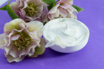  beautiful hellebore and  face cream  purple background