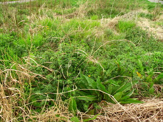 春の枯れ草のある野原風景