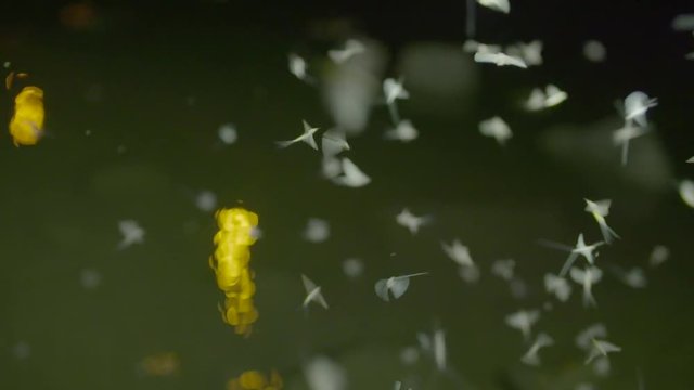 mayflies flying in slow motion over the river