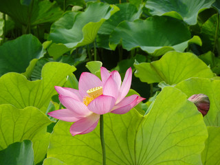 古代蓮ー下に明るい葉とピンクの蓮、上は暗いコピースペース