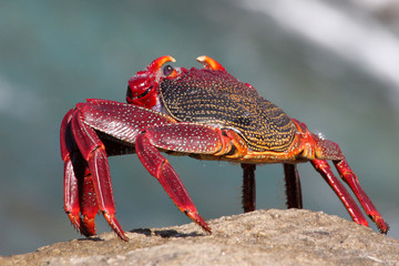rote_Klippenkrabbe