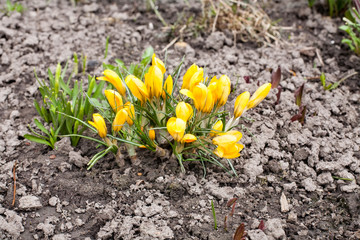 first snowdrop spring yellow flowers closeup view on outdoor ground background